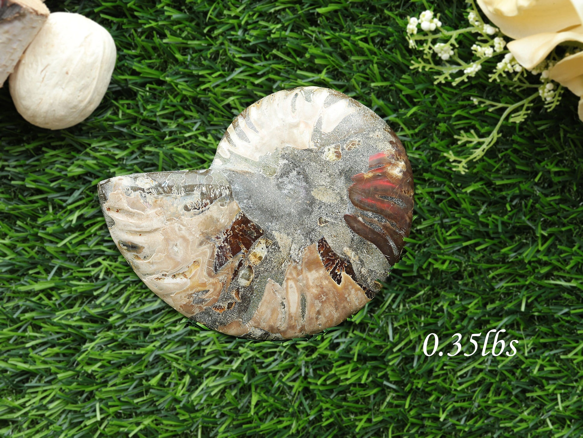 Natural Ammonite Conch Fossil, Ethically sourced, Small Iridescence, Pick your Size