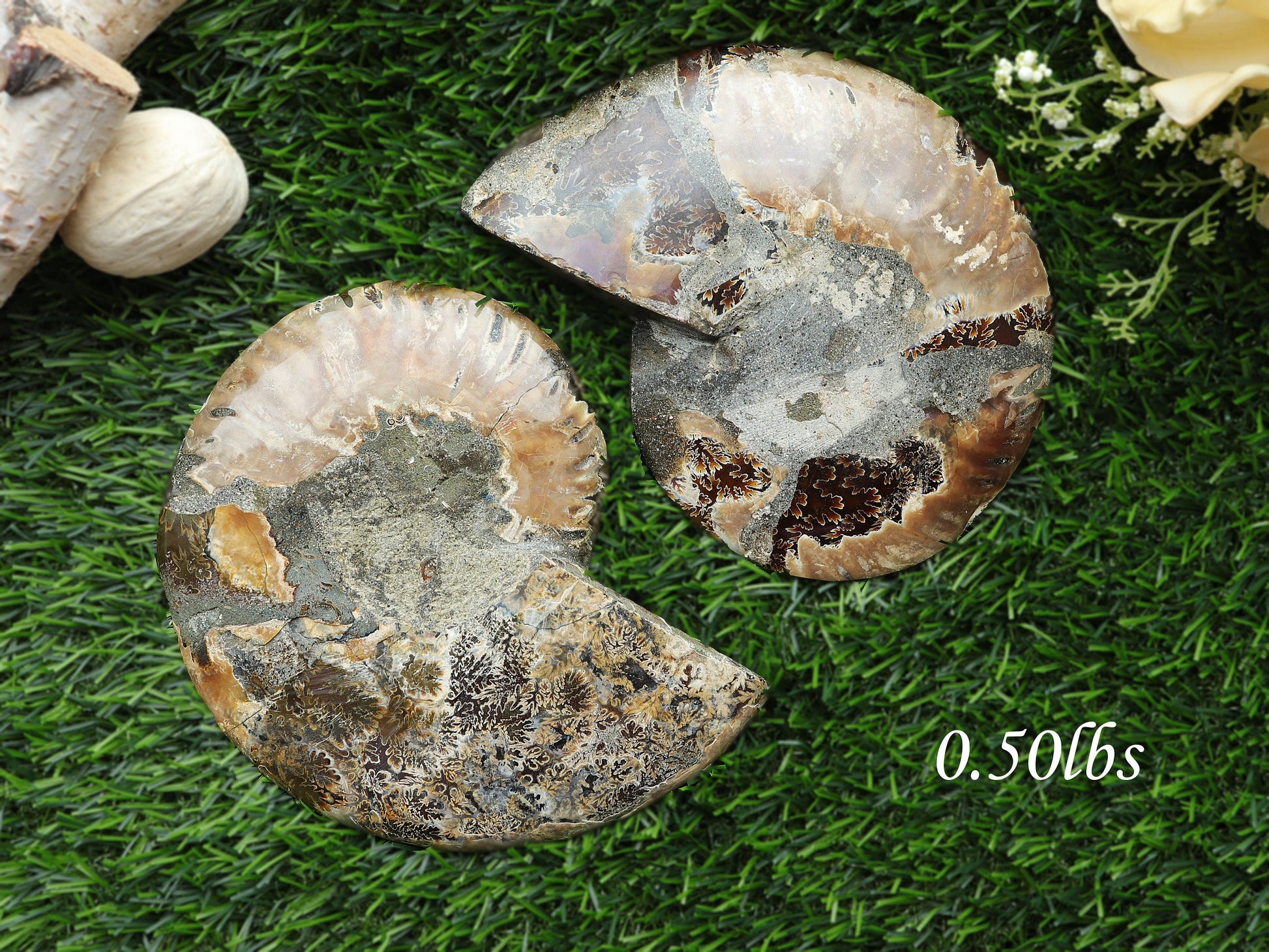 Natural Ammonite Conch Fossil, Ethically sourced, Small Iridescence, Pick your Size