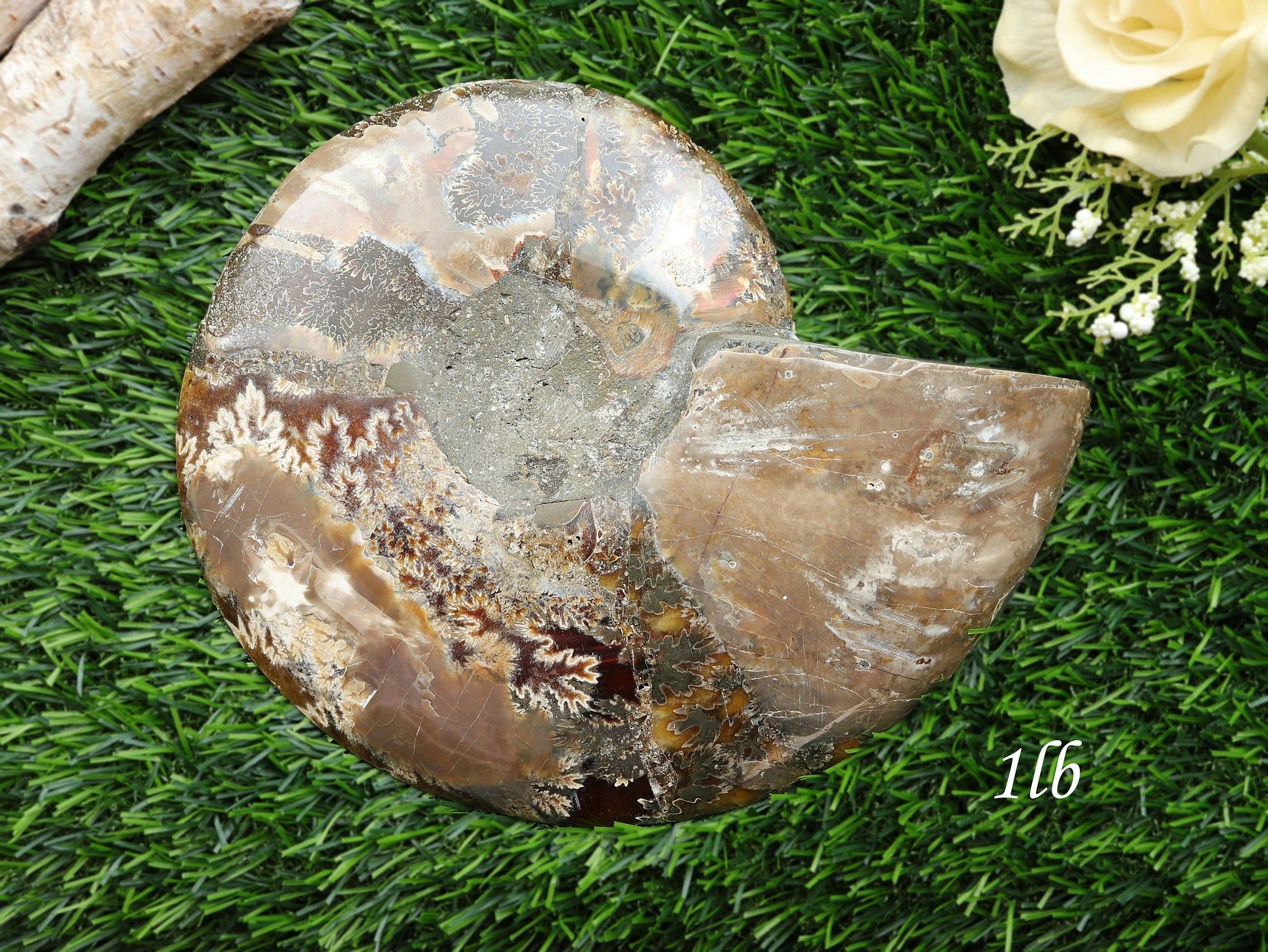 Extra-Large Ammonite Conch Fossil, Ethically sourced, Small Iridescence, Pick your Size