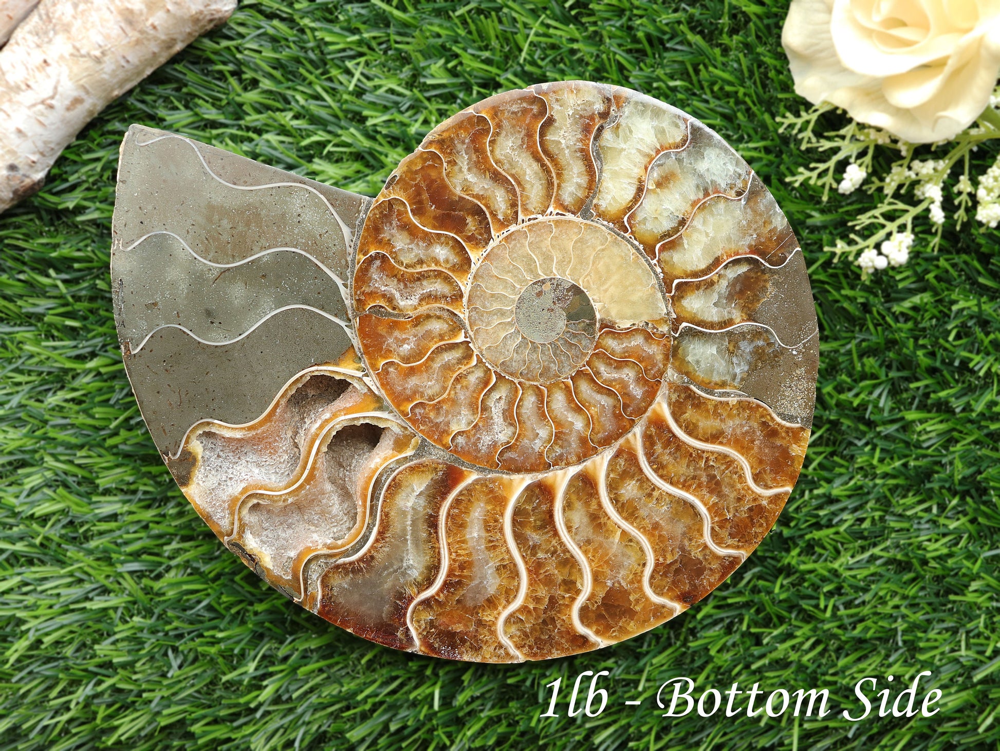 Extra-Large Ammonite Conch Fossil, Ethically sourced, Small Iridescence, Pick your Size