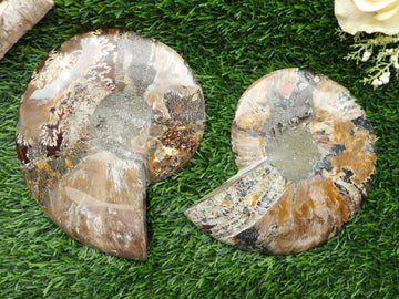 Extra-Large Ammonite Conch Fossil, Ethically sourced, Small Iridescence, Pick your Size