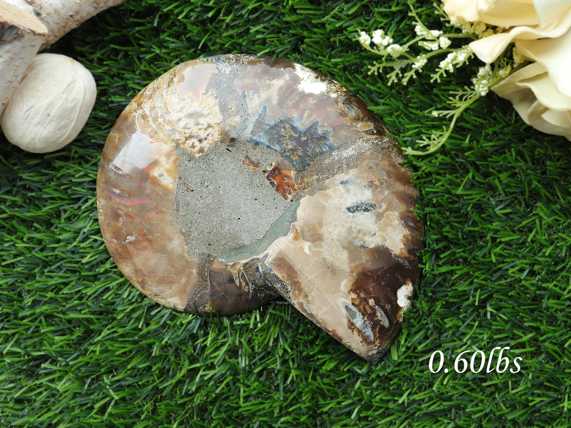 Natural Ammonite Conch Fossil, Ethically sourced, Small Iridescence, Pick your Size