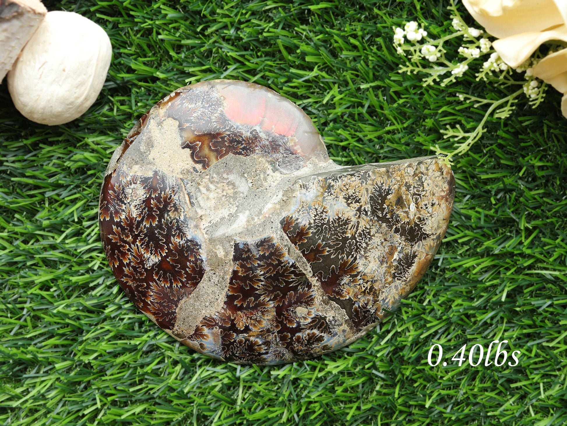 Natural Ammonite Conch Fossil, Ethically sourced, Small Iridescence, Pick your Size