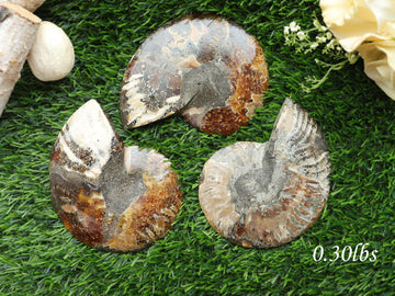 Natural Ammonite Conch Fossil, Ethically sourced, Small Iridescence, Pick your Size