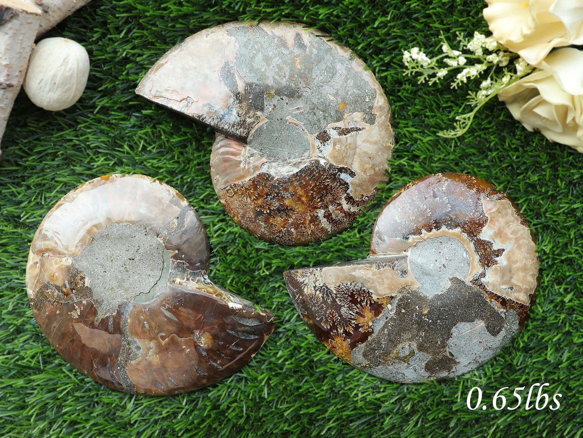 Natural Ammonite Conch Fossil, Ethically sourced, Small Iridescence, Pick your Size