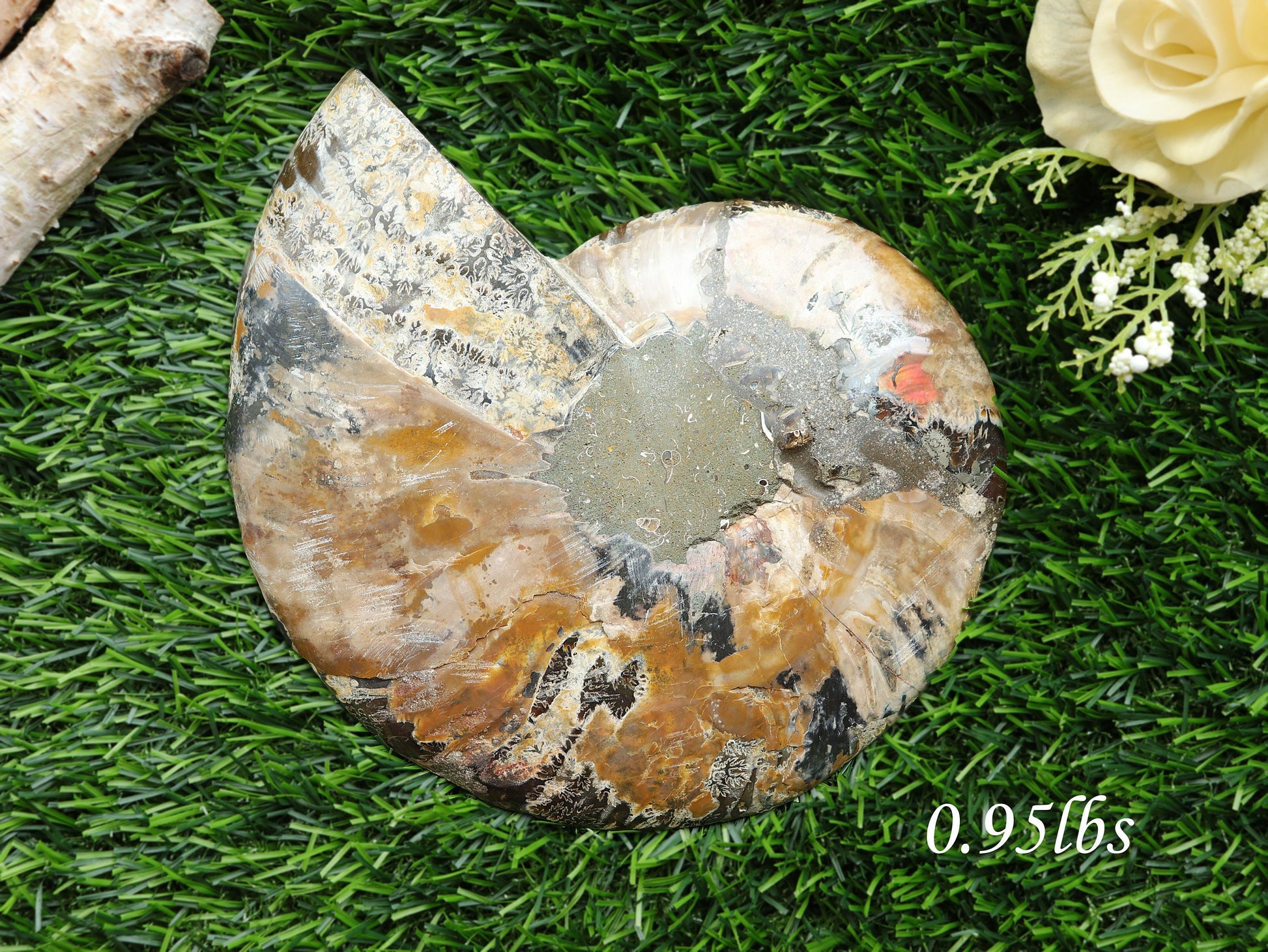 Extra-Large Ammonite Conch Fossil, Ethically sourced, Small Iridescence, Pick your Size