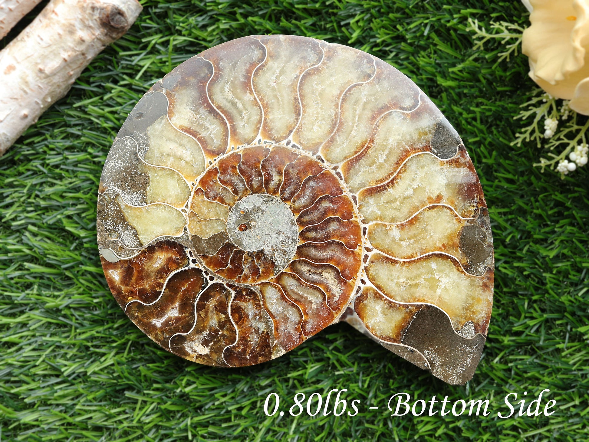 Extra-Large Ammonite Conch Fossil, Ethically sourced, Small Iridescence, Pick your Size