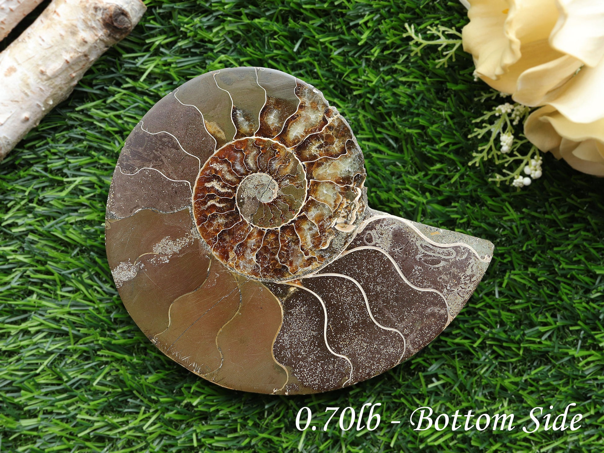 Extra-Large Ammonite Conch Fossil, Ethically sourced, Small Iridescence, Pick your Size