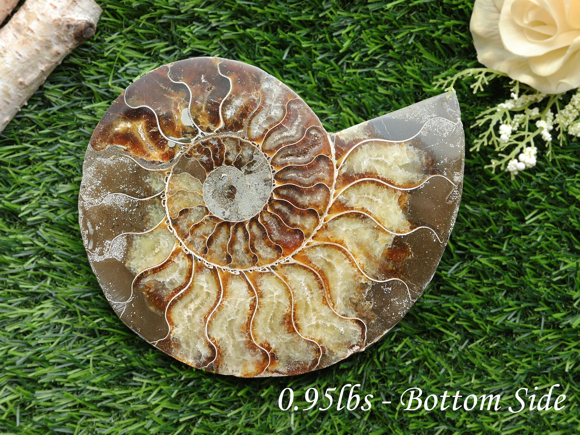 Extra-Large Ammonite Conch Fossil, Ethically sourced, Small Iridescence, Pick your Size