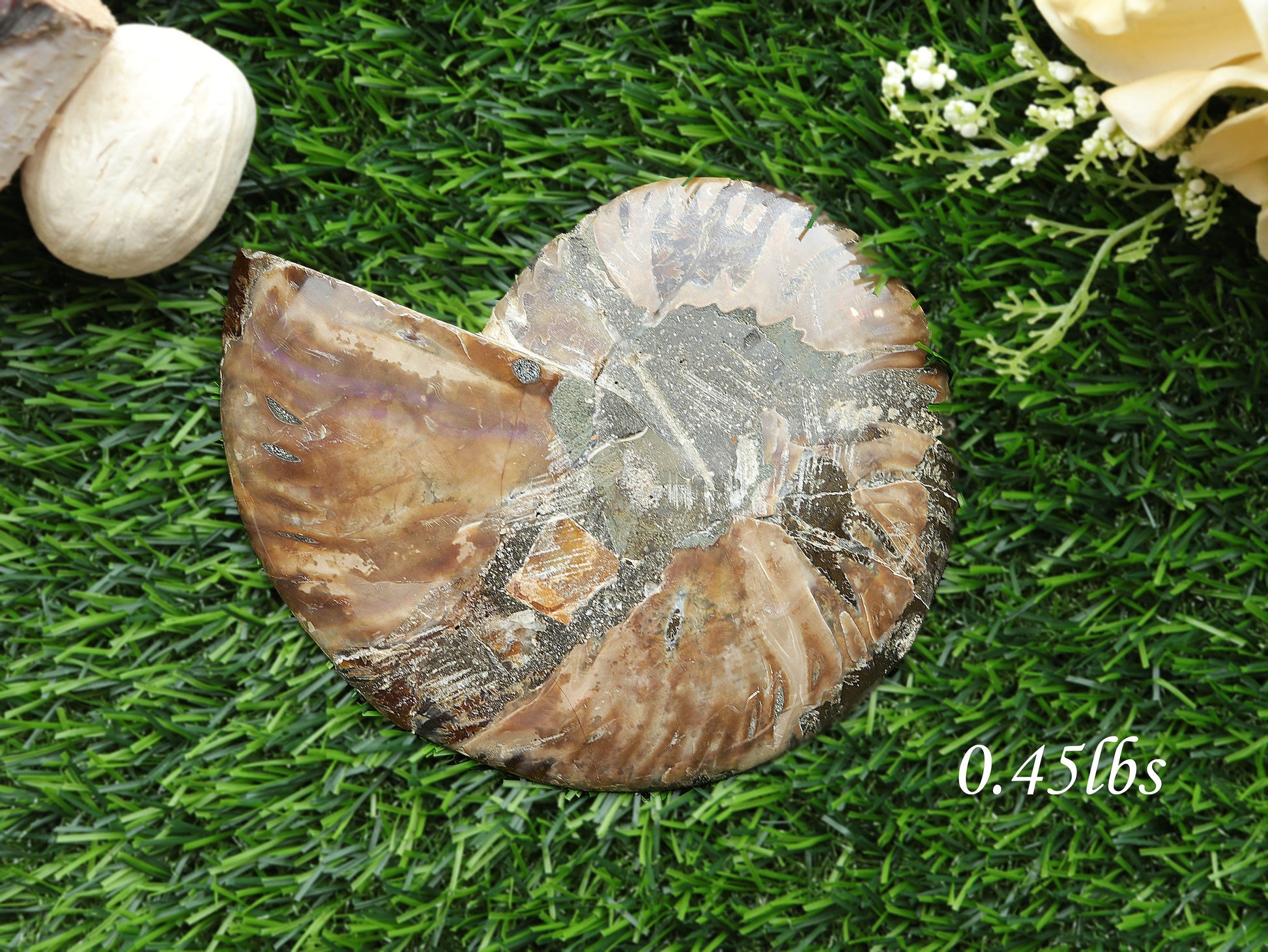 Natural Ammonite Conch Fossil, Ethically sourced, Small Iridescence, Pick your Size