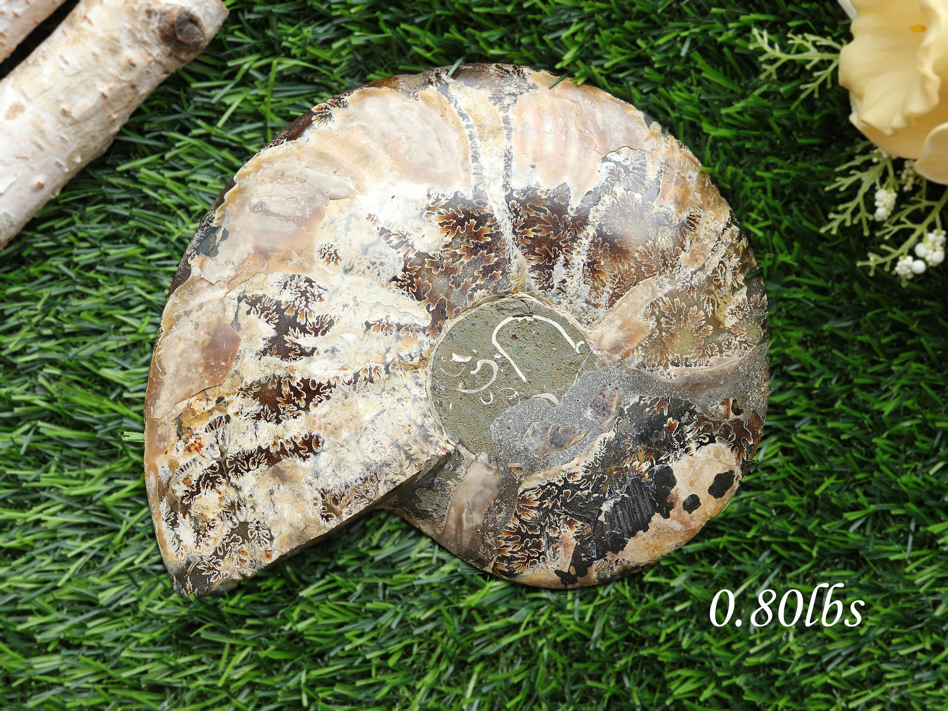 Extra-Large Ammonite Conch Fossil, Ethically sourced, Small Iridescence, Pick your Size
