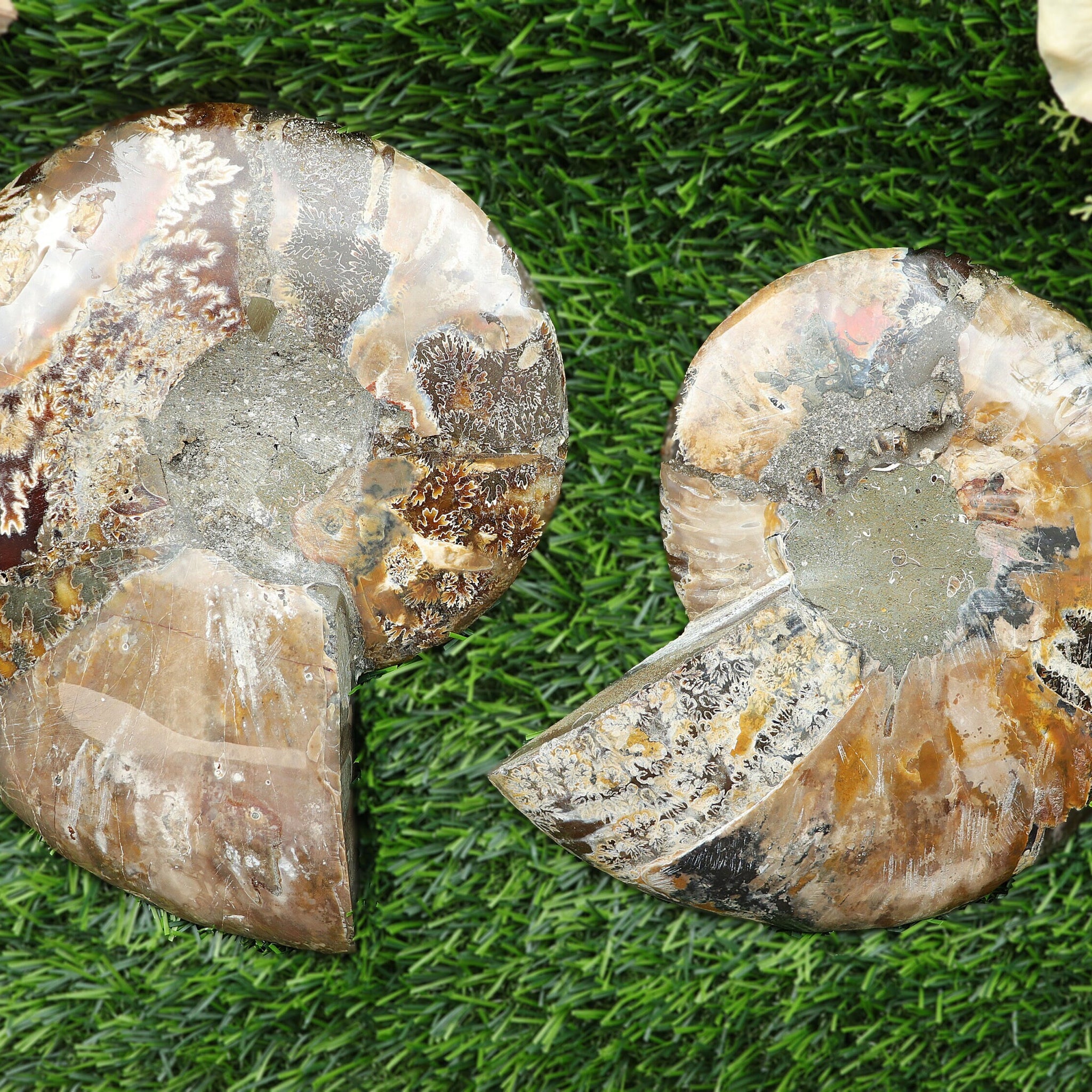 Extra-Large Ammonite Conch Fossil, Ethically sourced, Small Iridescence, Pick your Size